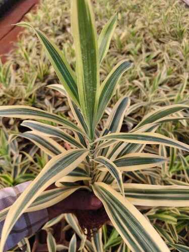 Snake Plant - Color: .................................................................................