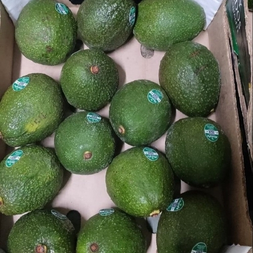 Avocado Fruits