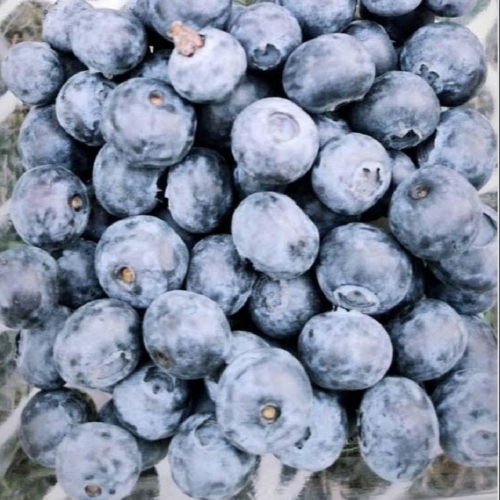 Fresh Blueberry