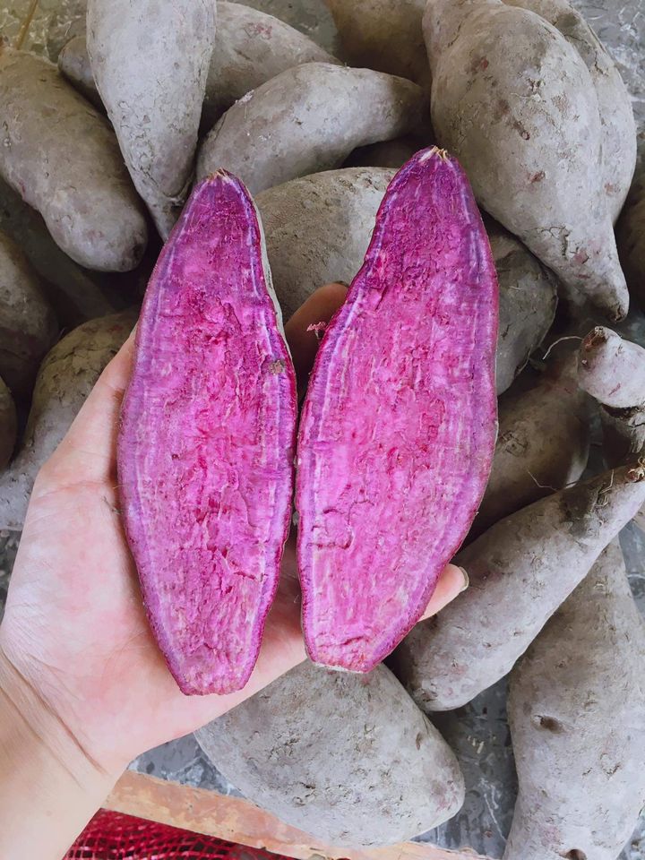 Sweet Potato