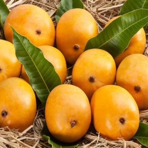 Mango Fruits