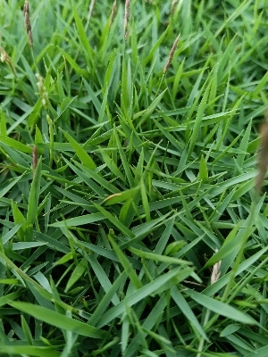 Natural Grass