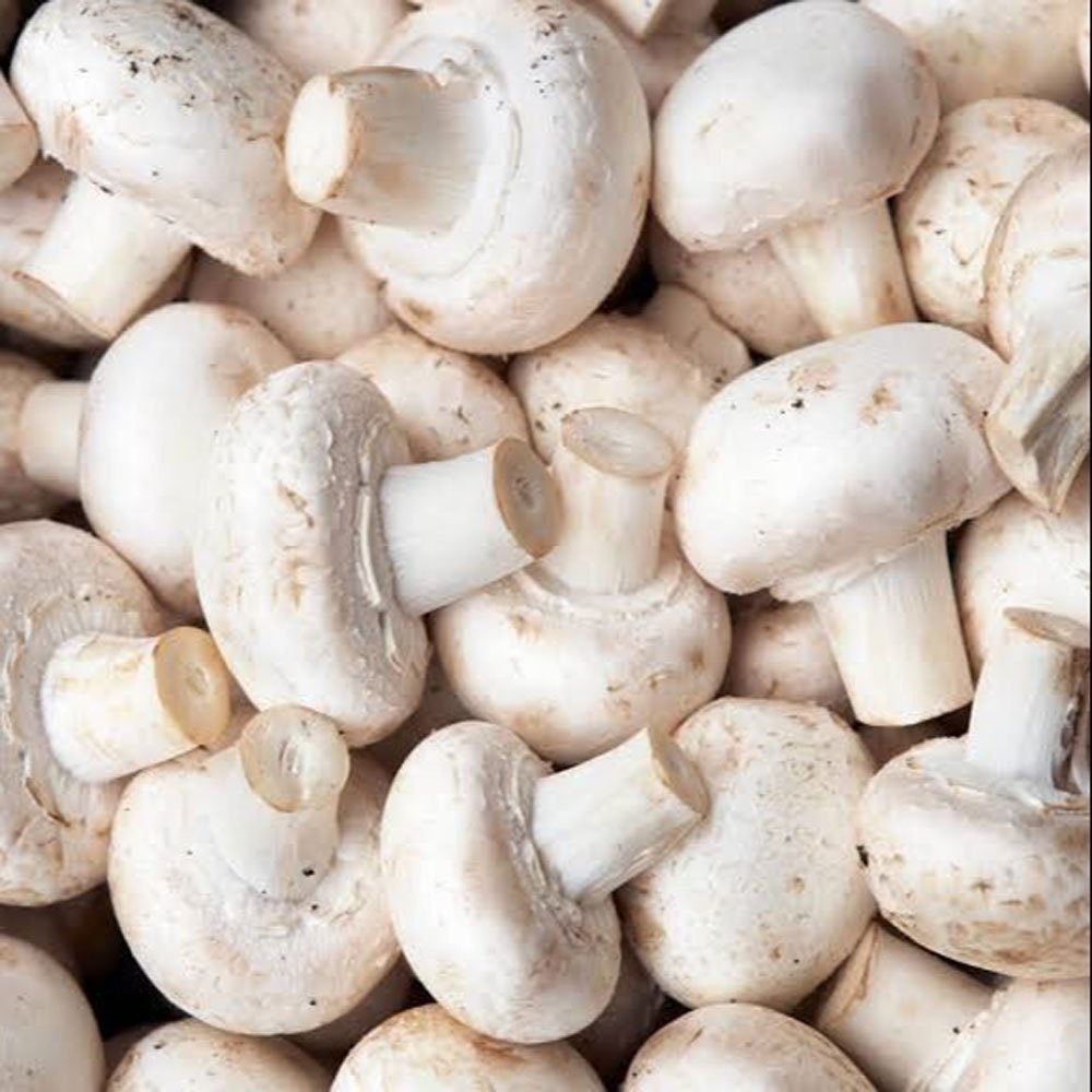 White Button Mushroom - Cultivation Type: Organic