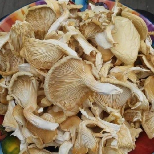 Mushroom
