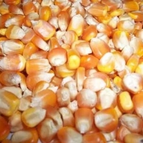 Yellow Corn