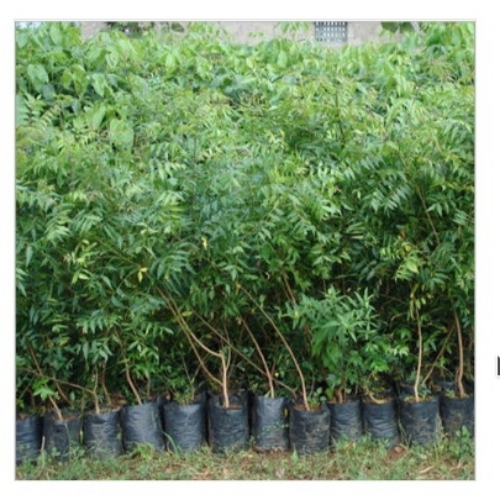 Natural Neem Plant
