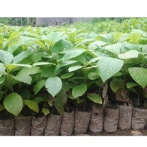 Natural Teak Plants