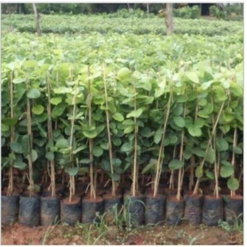 Red Natural Sandalwood Plant