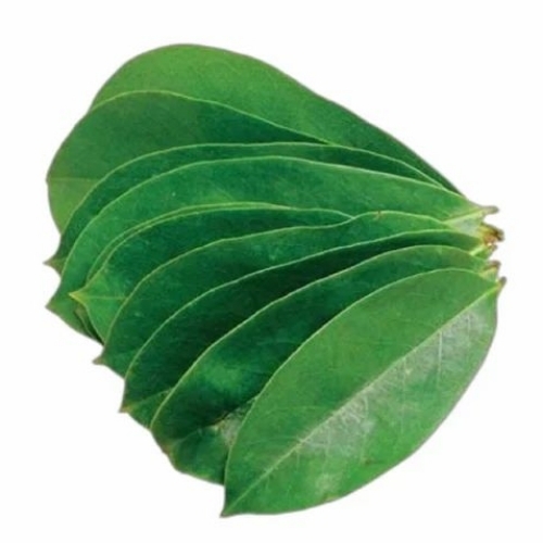 Soursop Fresh Green Leaves