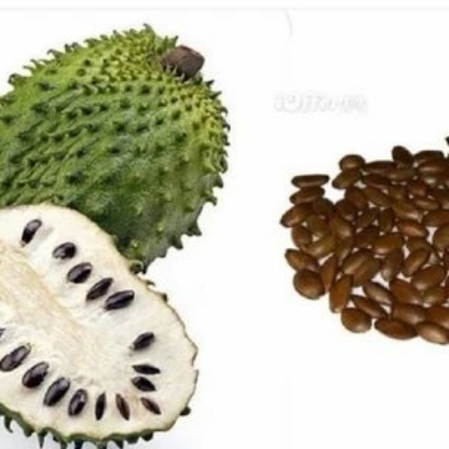 Soursop Fruit Seeds