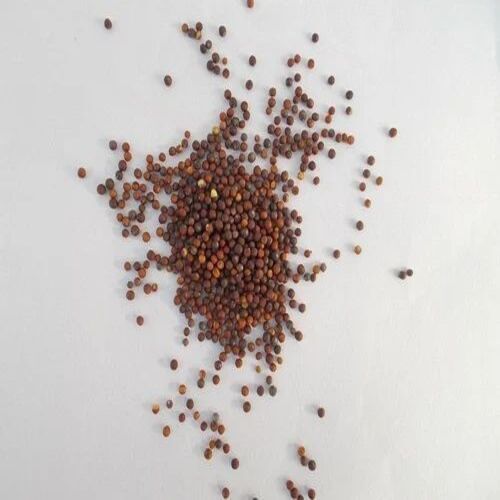 Cabbage Vegetable Seeds