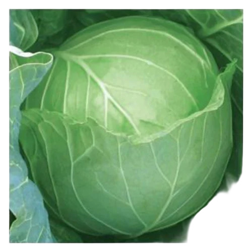 Fresh Green Cabbage