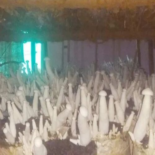 Fresh Milky Mushroom