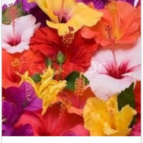 Hibiscus Flowers