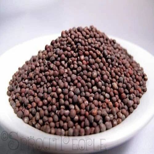 Hybrid Cabbage Seeds