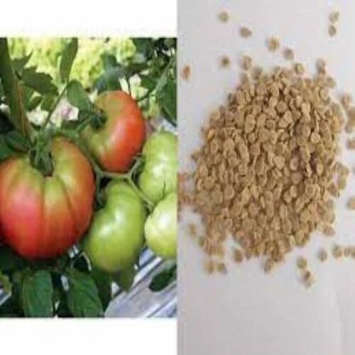 Hybrid Tomato Seed