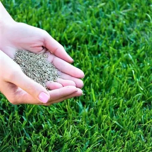 Lawn Grass Seeds