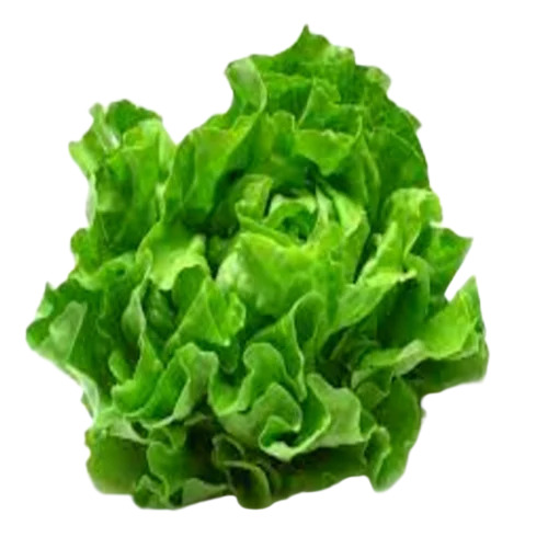 Lettuce Iceberg Vegetable
