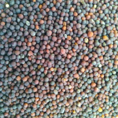 Mustard Vegetable Seeds