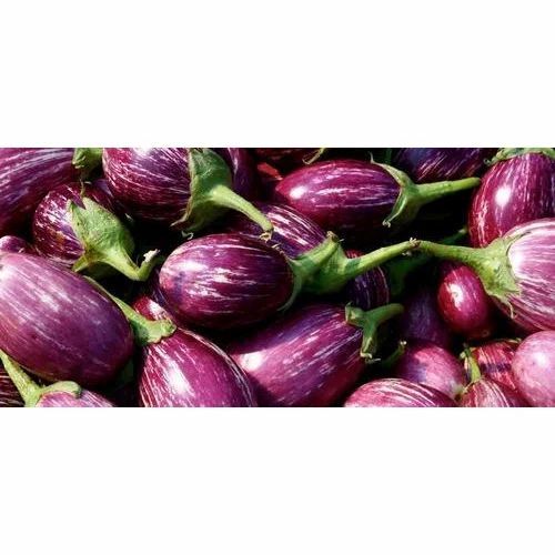 Fresh Brinjal