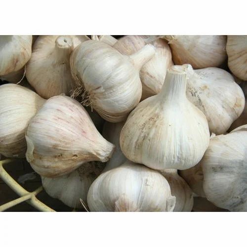 Fresh Garlic
