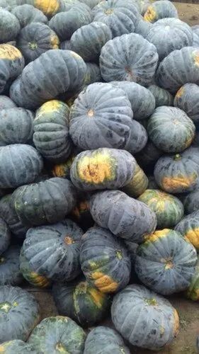 Fresh Green Pumpkin