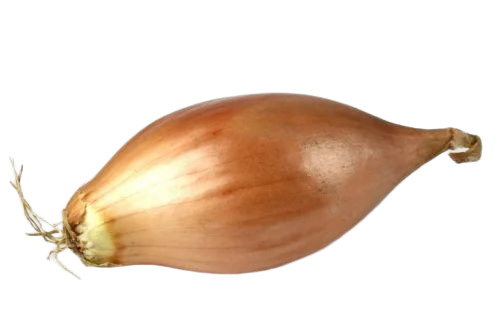 Fresh Shallots Onion