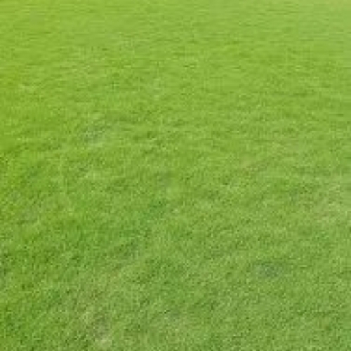 Natural Carpet Lawn Grass