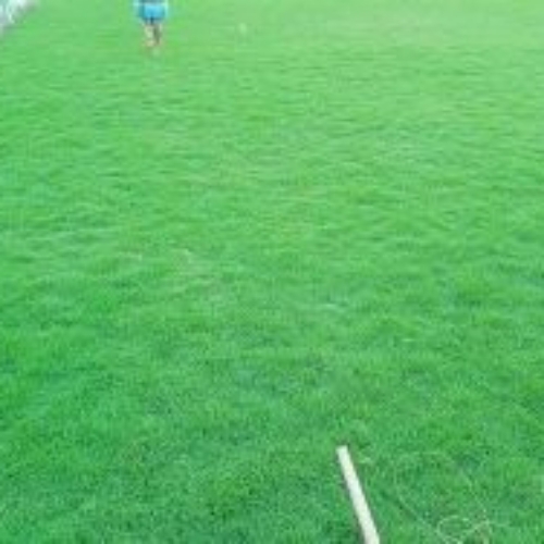 Natural Grass For Carpet Lawn