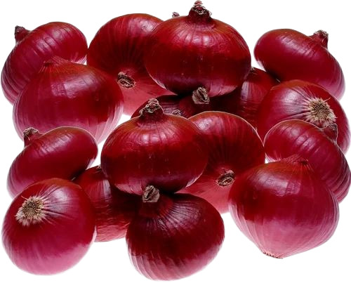 Red Hybrid Onion