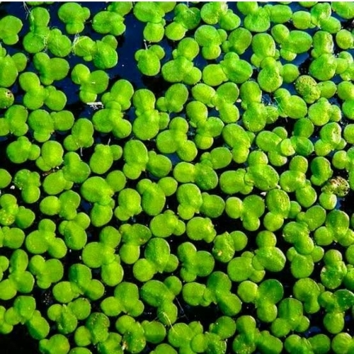 Green Duckweed Seed