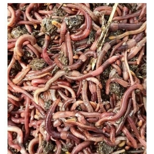 Live Earthworms For Composting