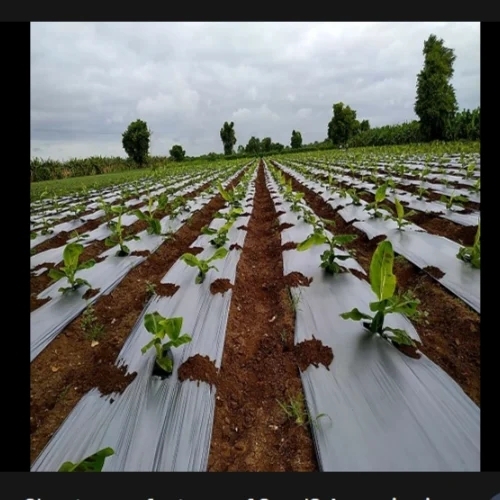 Mulching Sheet