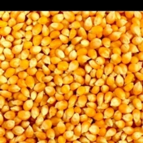 Corn flake