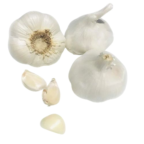 Fresh Whole Garlic