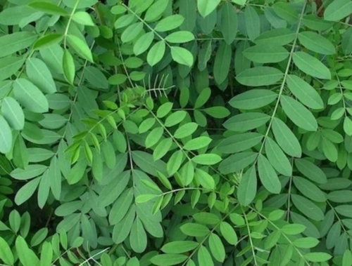 Indigo Dry Leaves