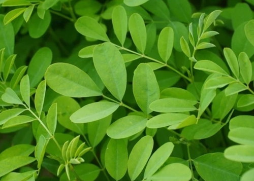 Indigofera Tinctoria Leaves