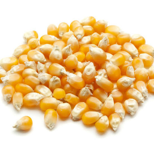 Maize Seeds
