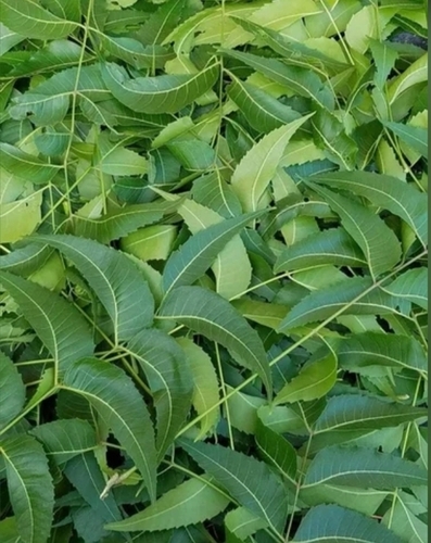 Neem Dry Leaves