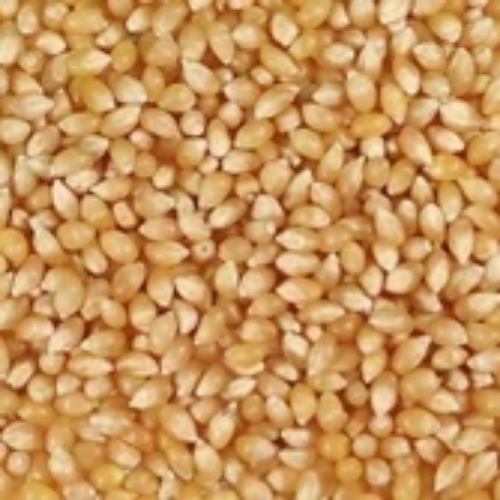 Salted Popcorn Maize Seeds