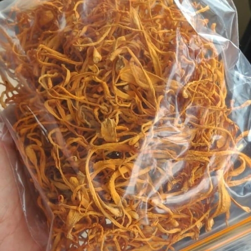 Cordyceps Militaris