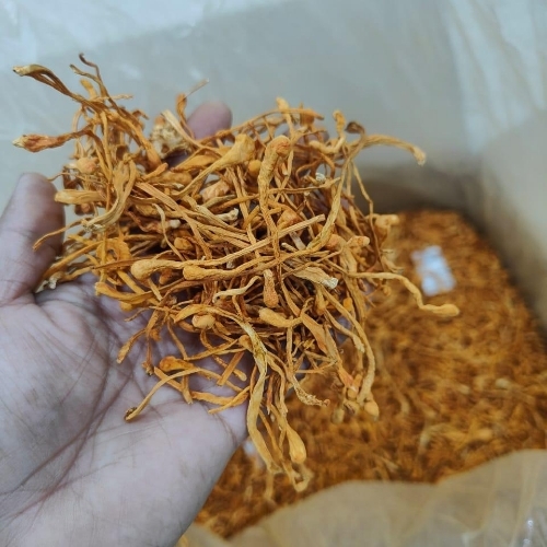 Premium Cordyceps Militaris