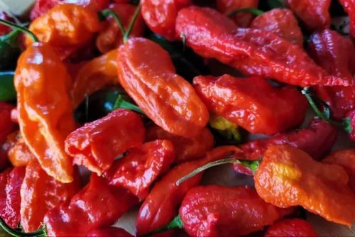 Assam King Red Chilli