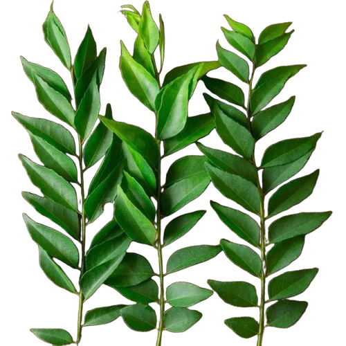 Curry Leaves