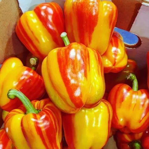 Organic Bell Peppers