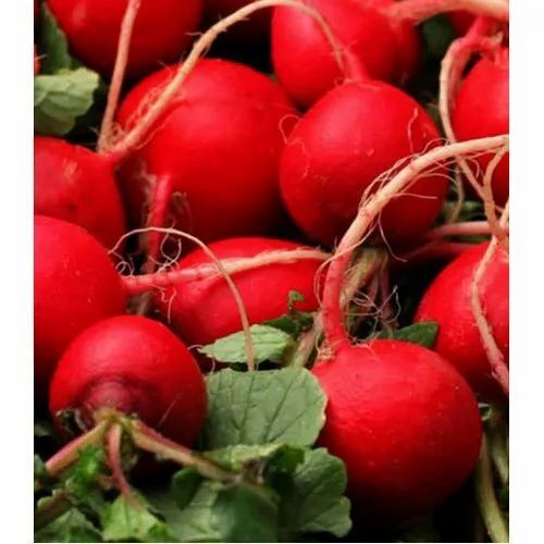Red Radish
