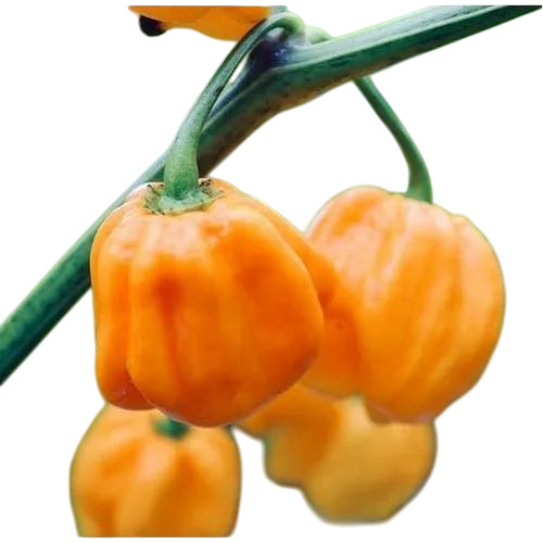 Yellow Capsicum