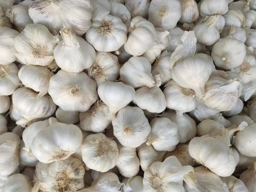 Fresh Ooty Garlic