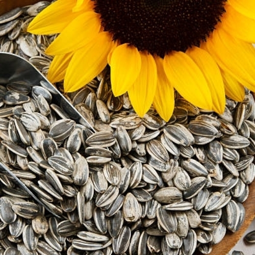 Sunflower Seeds