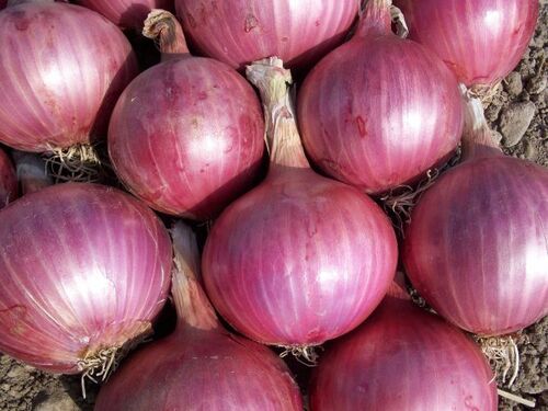Deep Color Red Onion